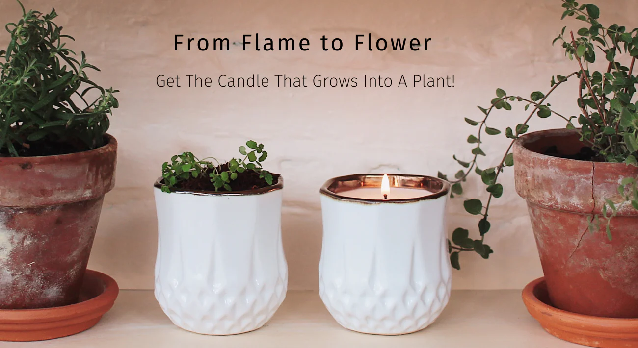 Hyggelight | The Growing Candle 06-28-25 - Image 2